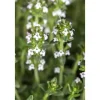 Thymus Serpyllum Var.Albus Sand-Thymian Weiß Ca. 9x9 cm Topf< Töpfe