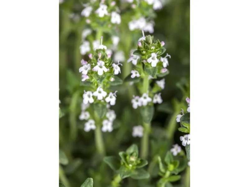 Thymus Serpyllum Var.Albus Sand-Thymian Weiß Ca. 9x9 cm Topf< Töpfe