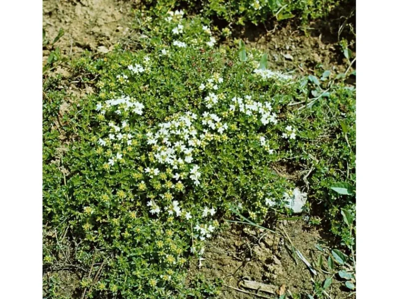 Thymus Serpyllum Var.Albus Sand-Thymian Weiß Ca. 9x9 cm Topf< Töpfe