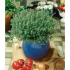Sale Thymus Vulgaris Compactus Echter Thymian Ca. 9x9 cm Topf