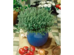 Sale Thymus Vulgaris Compactus Echter Thymian Ca. 9x9 cm Topf
