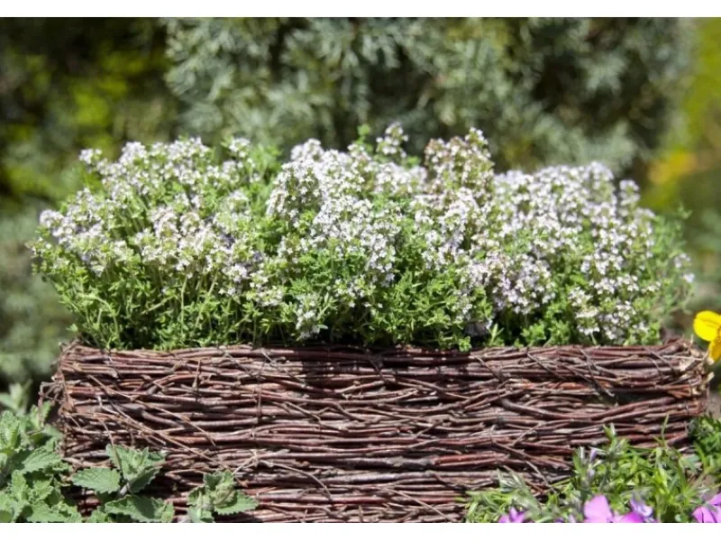 Sale Thymus Vulgaris Compactus Echter Thymian Ca. 9x9 cm Topf
