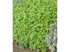 Töpfe<Thymus X Citriodorus Golden Dwarf Zitronenthymian Ca. 9x9 cm Topf