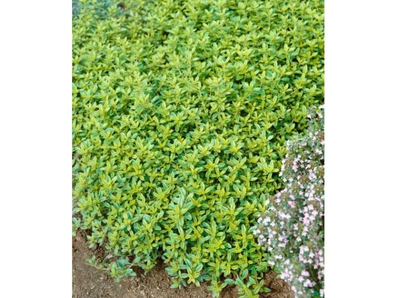 Töpfe<Thymus X Citriodorus Golden Dwarf Zitronenthymian Ca. 9x9 cm Topf