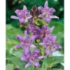 Online Tricyrtis Hirta Haarige Krötenlilie Ca. 9x9 cm Topf
