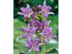 Online Tricyrtis Hirta Haarige Krötenlilie Ca. 9x9 cm Topf