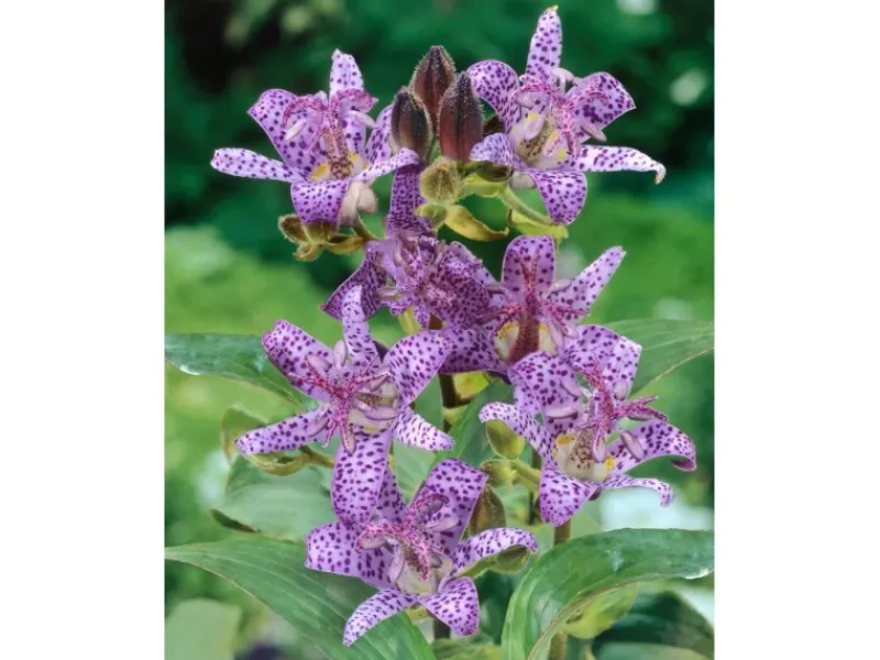 Online Tricyrtis Hirta Haarige Krötenlilie Ca. 9x9 cm Topf