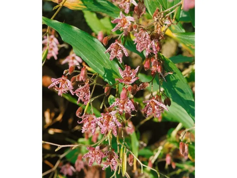 Online Tricyrtis Hirta Haarige Krötenlilie Ca. 9x9 cm Topf