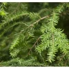 Töpfe<Tsuga Canadensis Kanadische Hemlocktanne 40–60 cm