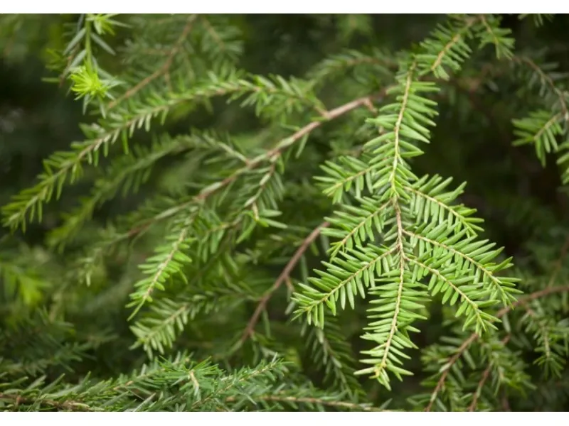 Töpfe<Tsuga Canadensis Kanadische Hemlocktanne 40–60 cm
