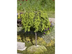 Töpfe<Tsuga Canadensis Kanadische Hemlocktanne 40–60 cm