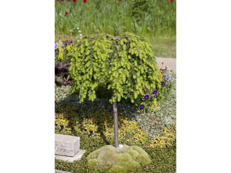Töpfe<Tsuga Canadensis Kanadische Hemlocktanne 40–60 cm