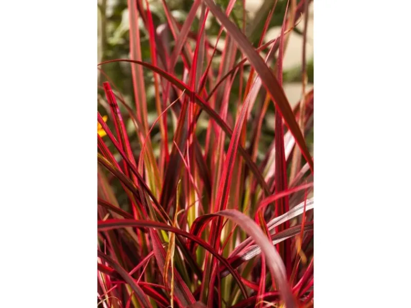 Töpfe<Uncinia Rubra Rotes Ziergras Ca. 9x9 cm Topf