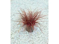 Töpfe<Uncinia Rubra Rotes Ziergras Ca. 9x9 cm Topf