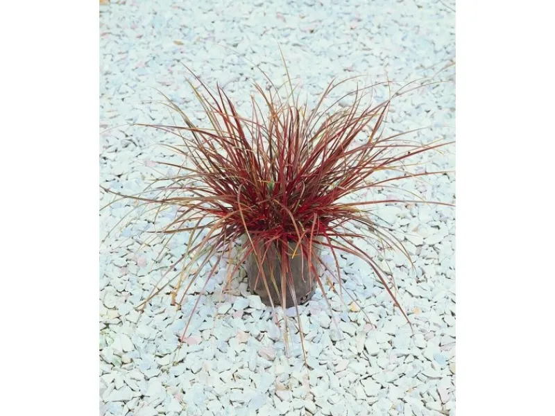 Töpfe<Uncinia Rubra Rotes Ziergras Ca. 9x9 cm Topf