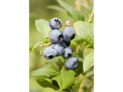 Discount Vaccinium Corymbosum Chandler Heidelbeere Große Früchte 25–30 Cm
