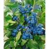 New Vaccinium Corymbosum Patriot Heidelbeere 30–40 Cm