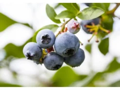 New Vaccinium Corymbosum Patriot Heidelbeere 30–40 Cm