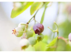 Vaccinium Vitis-Idaea Preiselbeere Immergrün Ca. 9x9 Cm Topf< Töpfe