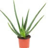 Value Greens Aloe Vera  Luftreinigende & Dekorative Sukkulente  Topf-Ø 12 cm  ca. 35 cm Hoch< Töpfe