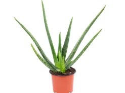 Value Greens Aloe Vera  Luftreinigende & Dekorative Sukkulente  Topf-Ø 12 cm  ca. 35 cm Hoch< Töpfe