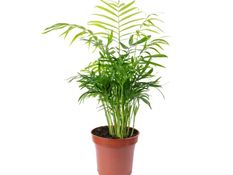 Best Value Greens Bergpalme Chamaedorea Tropische Zimmerpflanze Pflegeleicht 30 cm Hoch Topf-Ø 12 cm