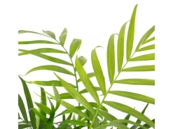 Best Value Greens Bergpalme Chamaedorea  Tropische Zimmerpflanze  Pflegeleicht  30 cm Hoch  Topf-Ø 12 cm