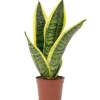 Value Greens Bogenhanf als Raumluftverbesserer  Sansevieria Trifasciata Superba  25 cm Hoch  Topf-Ø 9 cm< Töpfe