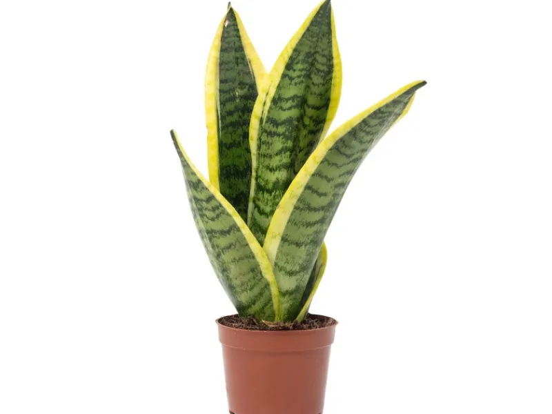 Value Greens Bogenhanf als Raumluftverbesserer Sansevieria Trifasciata Superba 25 cm Hoch Topf-Ø 9 cm< Töpfe
