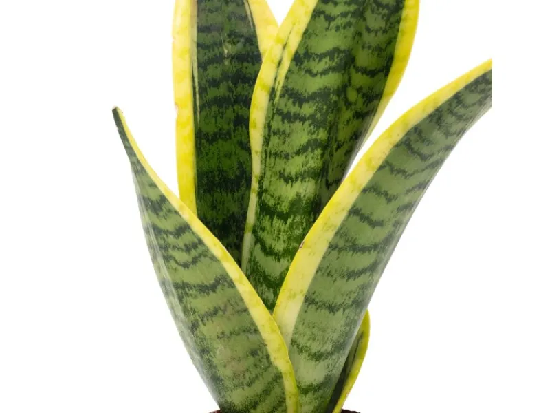 Value Greens Bogenhanf als Raumluftverbesserer Sansevieria Trifasciata Superba 25 cm Hoch Topf-Ø 9 cm< Töpfe