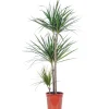 Value Greens Drachenbaum 3-Stamm  Dracaena Marginata  ca. 115 cm Hoch  Topf-Ø 21 cm< Töpfe