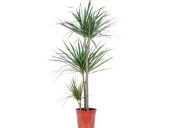 Value Greens Drachenbaum 3-Stamm  Dracaena Marginata  ca. 115 cm Hoch  Topf-Ø 21 cm< Töpfe