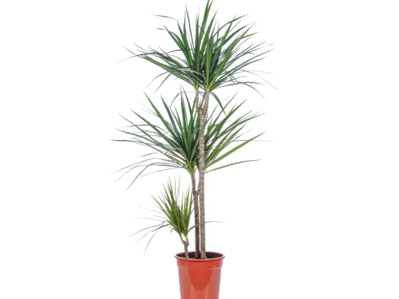 Value Greens Drachenbaum 3-Stamm Dracaena Marginata ca. 115 cm Hoch Topf-Ø 21 cm< Töpfe