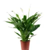 Discount Value Greens Einblatt 4-8 Blüten/Knospen  Luftreinigendes  Spathiphyllum   Höhe ca. 70 cm  Topf-Ø 17 cm