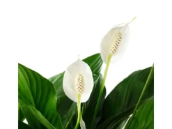 Discount Value Greens Einblatt 4-8 Blüten/Knospen  Luftreinigendes  Spathiphyllum   Höhe ca. 70 cm  Topf-Ø 17 cm