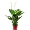 Discount Value Greens Einblatt mit 3-5 Blüten/Knospen  Luftreinigendes Spathiphyllum  ca. 45 cm Hoch  Topf-Ø 13 cm