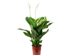 Discount Value Greens Einblatt mit 3-5 Blüten/Knospen Luftreinigendes Spathiphyllum ca. 45 cm Hoch Topf-Ø 13 cm