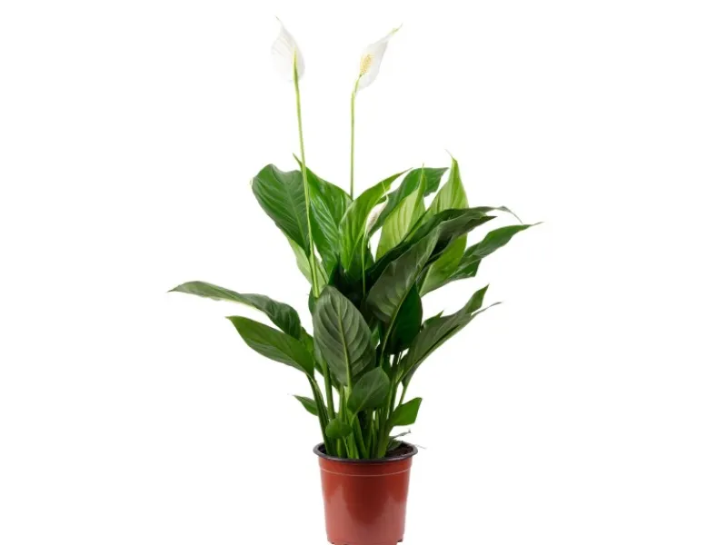 Discount Value Greens Einblatt mit 3-5 Blüten/Knospen Luftreinigendes Spathiphyllum ca. 45 cm Hoch Topf-Ø 13 cm