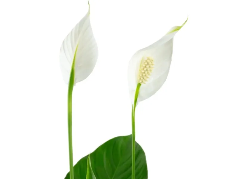 Discount Value Greens Einblatt mit 3-5 Blüten/Knospen Luftreinigendes Spathiphyllum ca. 45 cm Hoch Topf-Ø 13 cm