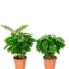 New Value Greens 2er-Set Coffea Arabica  Exotische Kaffeepflanze für dein Zuhause  ca. 15 cm Hoch  Topf-Ø 9 cm