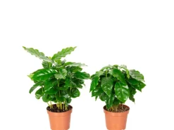 New Value Greens 2er-Set Coffea Arabica  Exotische Kaffeepflanze für dein Zuhause  ca. 15 cm Hoch  Topf-Ø 9 cm