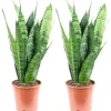 Value Greens 2er-Set Sansevieria 'Black Coral'  Pflegeleichter Bogenhanf  ca. 30 cm Hoch  Topf-Ø 12 cm< Töpfe