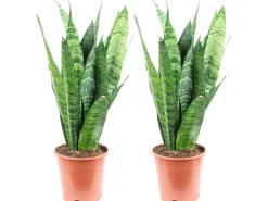 Value Greens 2er-Set Sansevieria 'Black Coral'  Pflegeleichter Bogenhanf  ca. 30 cm Hoch  Topf-Ø 12 cm< Töpfe