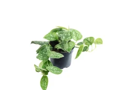 Hot Value Greens Gefleckte Efeutute Hängepflanze mit Wow-Faktor Scindapsus Pictus 'Argyraeus' ca. 10 cm Lang Topf-Ø 12 cm