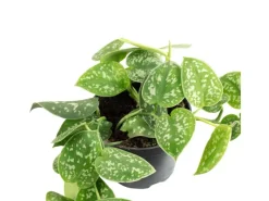 Hot Value Greens Gefleckte Efeutute  Hängepflanze mit Wow-Faktor  Scindapsus Pictus 'Argyraeus'  ca. 10 cm Lang  Topf-Ø 12 cm