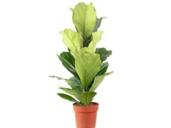 Outlet Value Greens Geigenfeige  Moderner Dschungel-Look für Innenräume  ca. 95 cm Hoch  Topf-Ø 21 cm