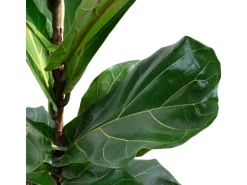 Outlet Value Greens Geigenfeige  Moderner Dschungel-Look für Innenräume  ca. 95 cm Hoch  Topf-Ø 21 cm