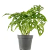 Best Value Greens Pflegeleichtes Fensterblatt  Kletternde Monstera 'Monkey'  Topf-Ø 12 cm  ca. 25 cm Hoch