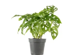 Best Value Greens Pflegeleichtes Fensterblatt Kletternde Monstera 'Monkey' Topf-Ø 12 cm ca. 25 cm Hoch