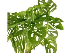 Best Value Greens Pflegeleichtes Fensterblatt  Kletternde Monstera 'Monkey'  Topf-Ø 12 cm  ca. 25 cm Hoch